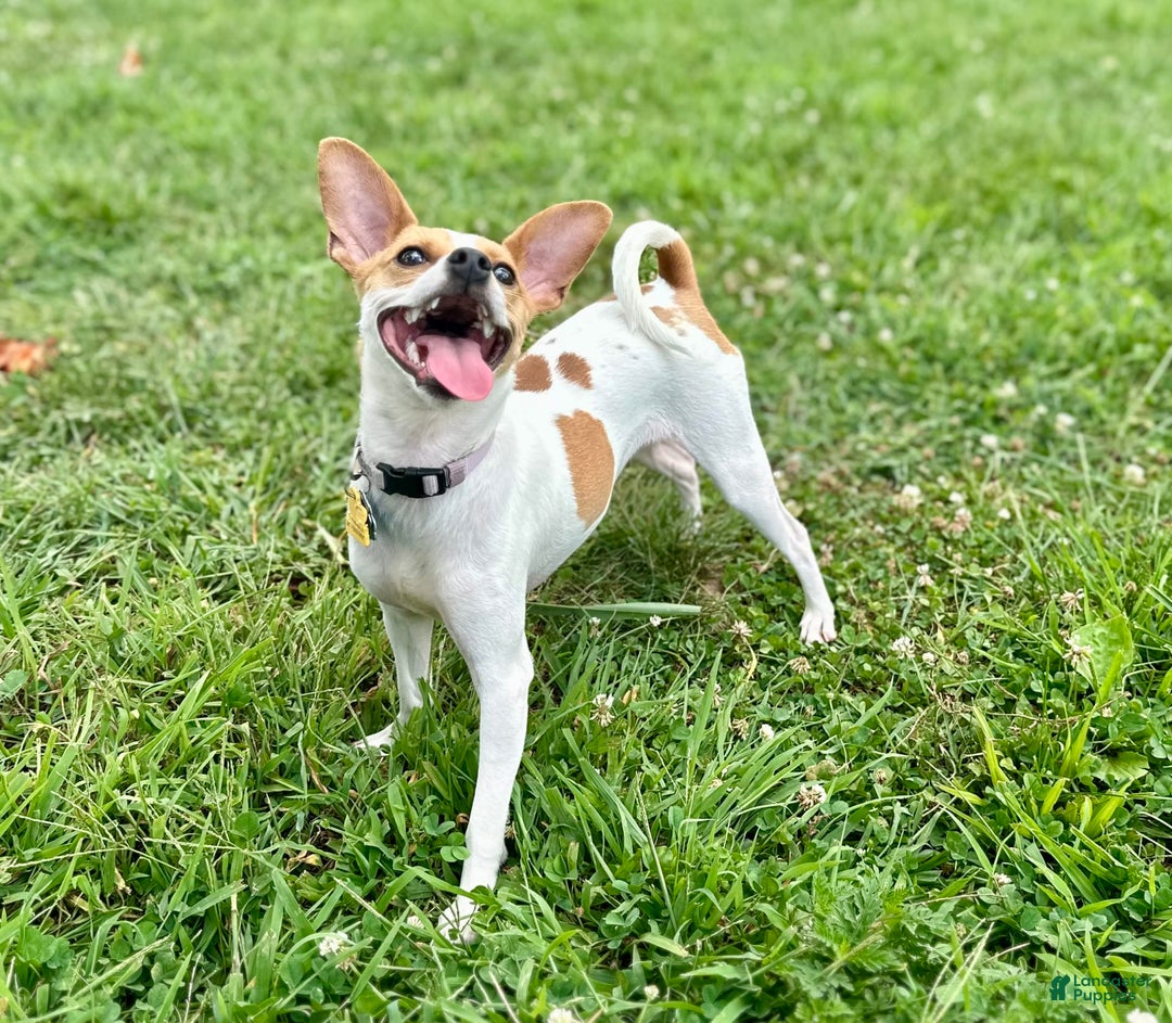 Chihuahua dogs for sale: Willow - Image 5