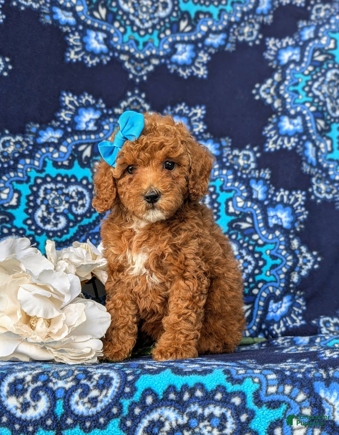 Miniature Poodle dogs for sale: Hana - Image 6