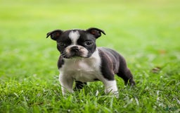 Boston Terrier dogs for sale: Pearl - Image 5