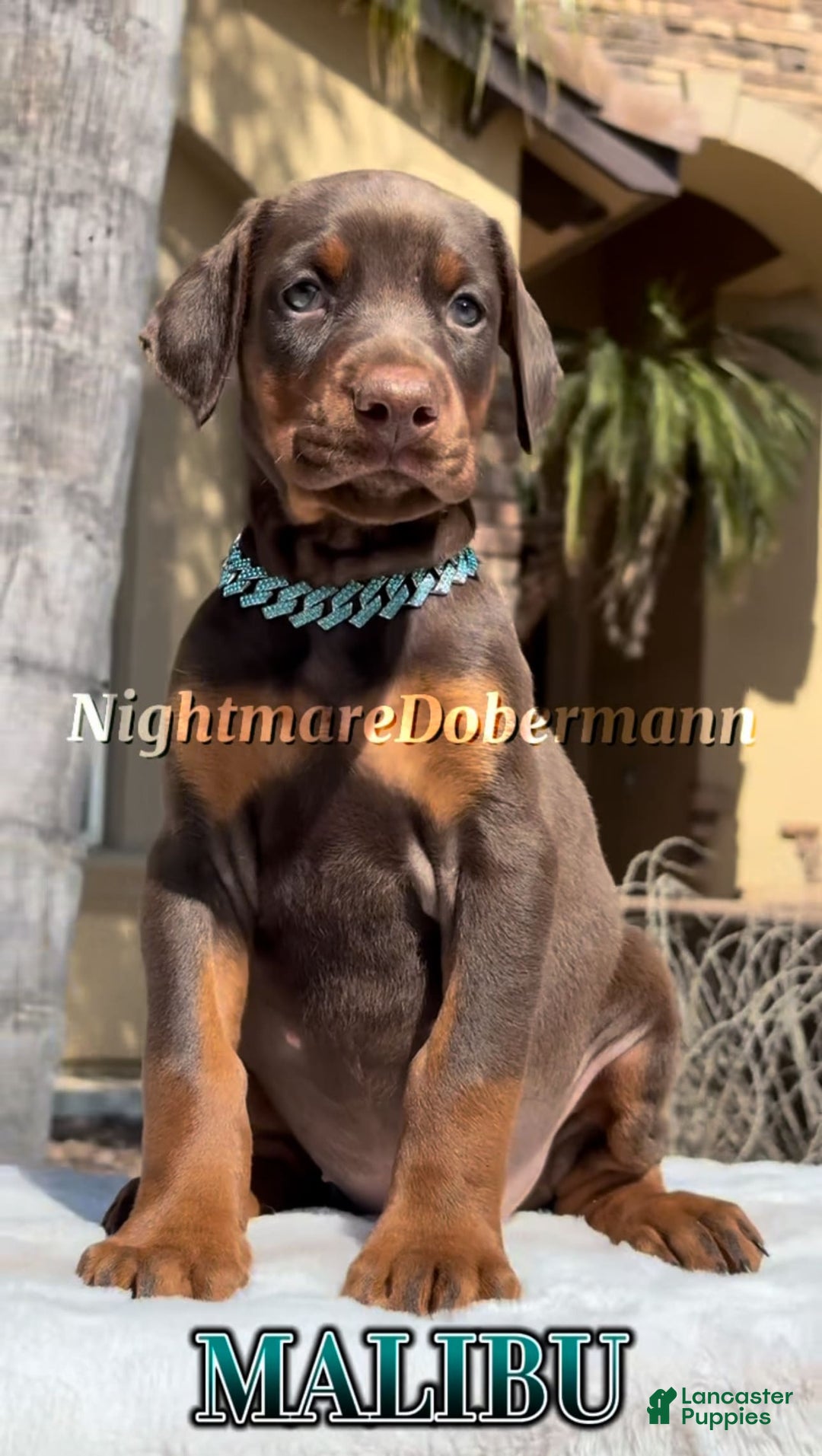 Doberman Pinscher dogs for sale: Malibu - Image 23