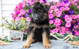 German Shepherd dogs for sale: Lily - Image 2