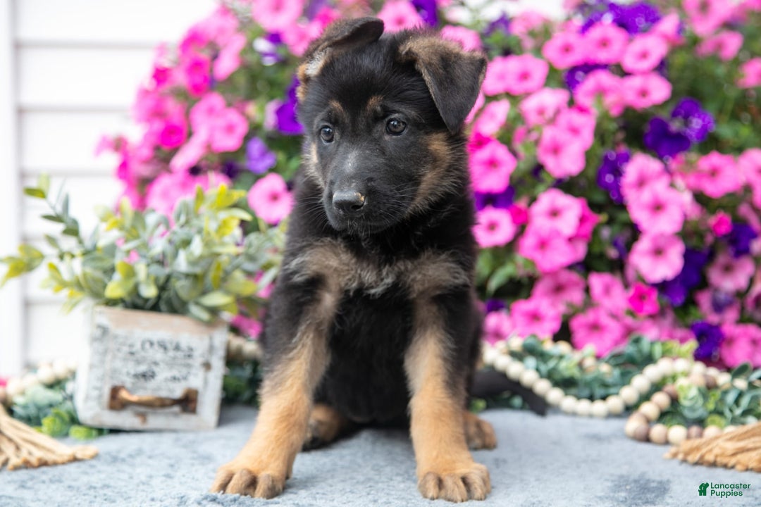 German Shepherd dogs for sale: Lily - Image 2