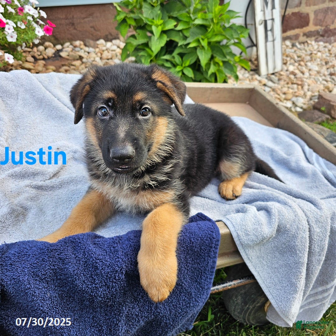 German Shepherd dogs for sale: Justin - Image 4