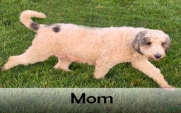 Mini Bernedoodle dogs for sale: Brooklyn - Image 30