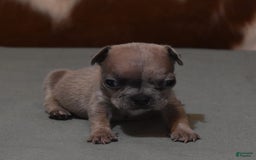 French Bulldog dogs for sale: SAMMY LILAC MERLE - Image 1
