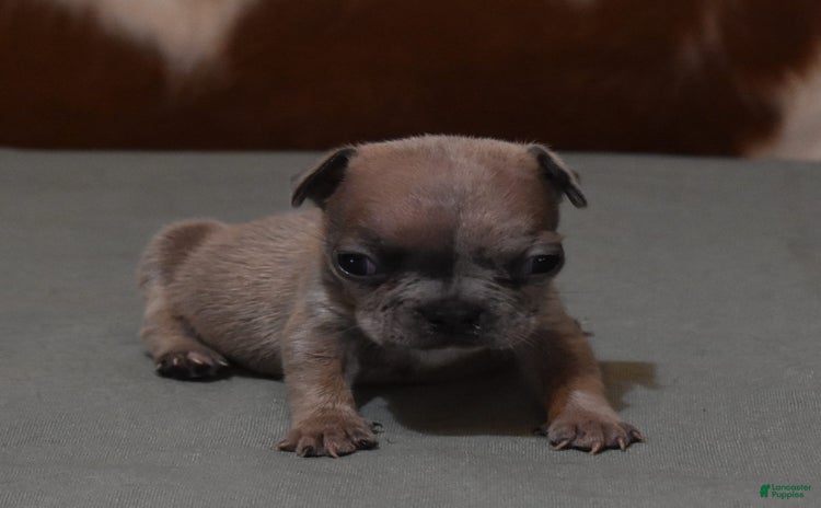 French Bulldog dogs for sale - Ad 3