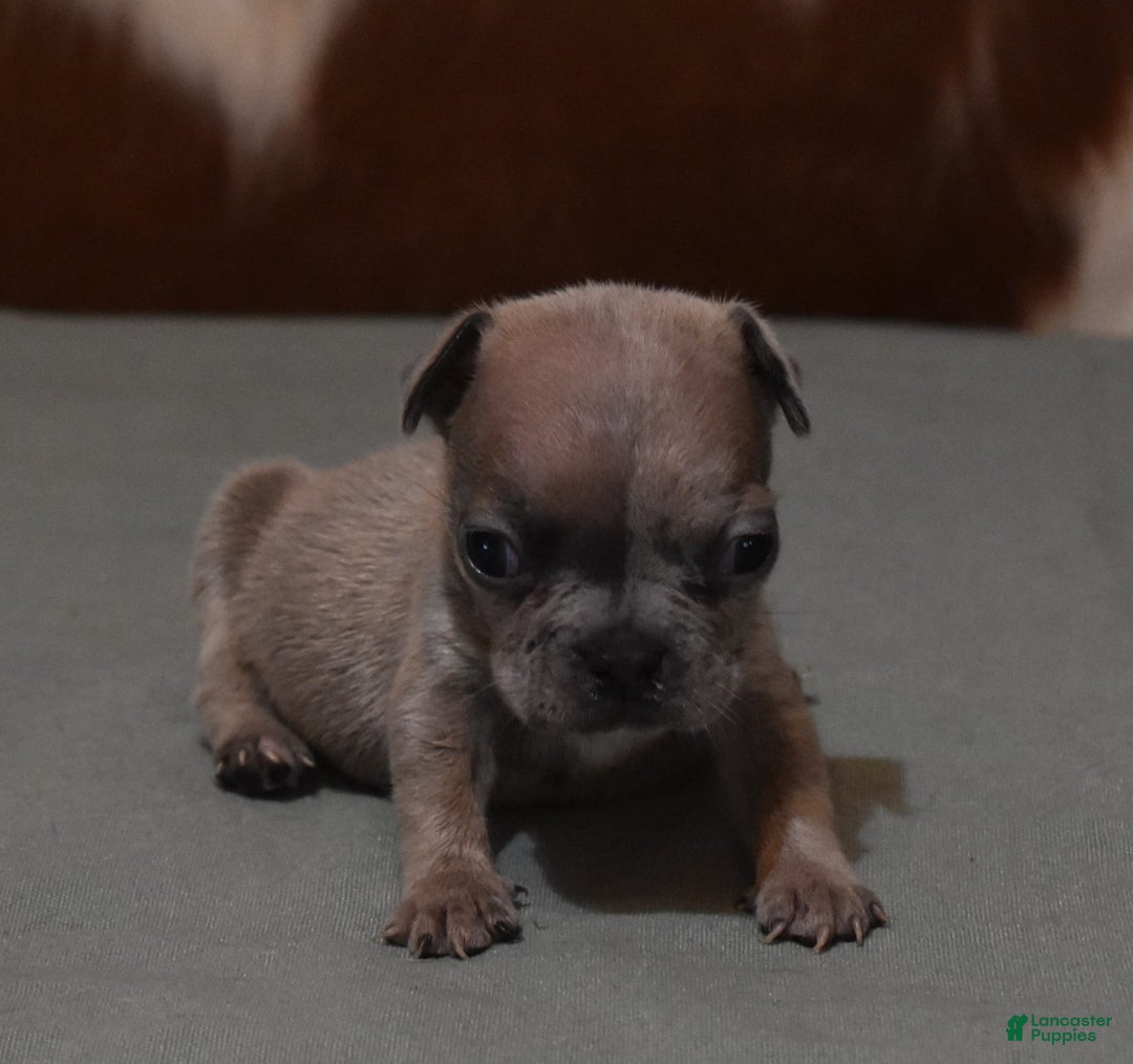 French Bulldog dogs for sale: SAMMY LILAC MERLE - Image 1