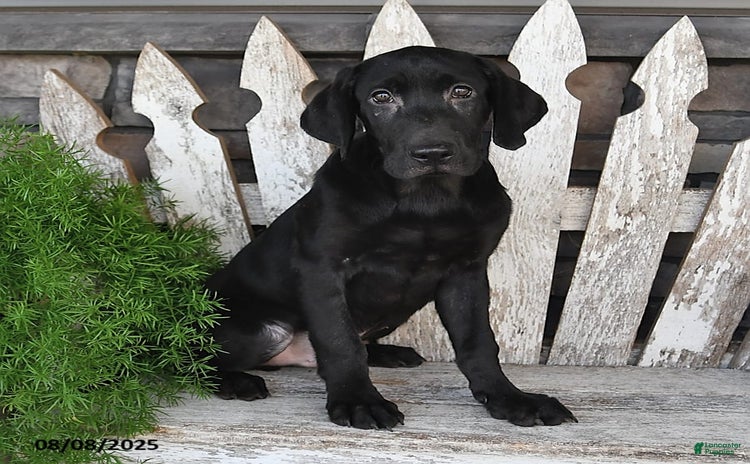 Labrador Retriever dogs for sale - Ad 3