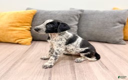 Dalmatian dogs for sale: Minnie - Image 4