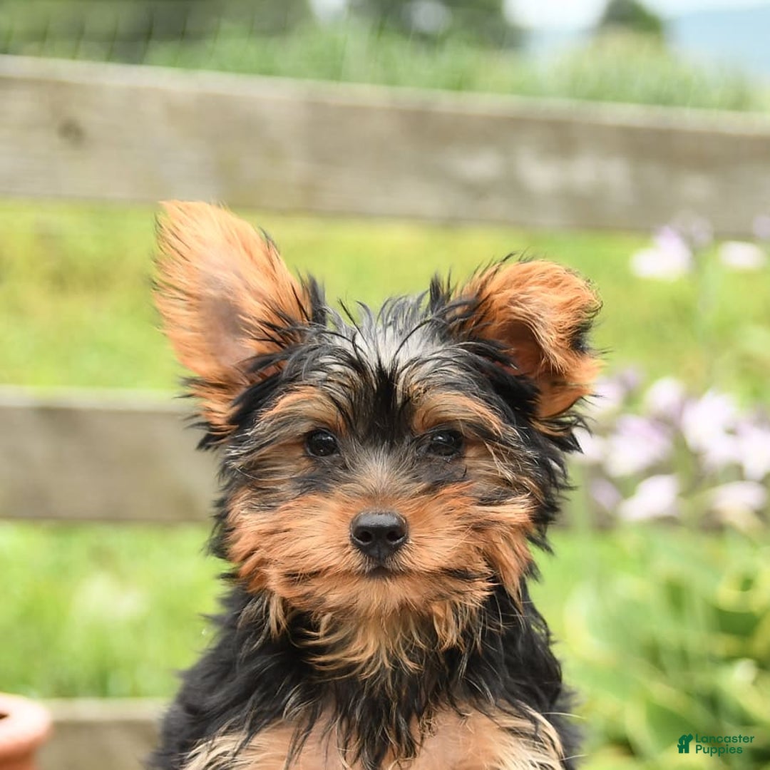 Yorkshire Terrier dogs for sale: Checkers - Image 11