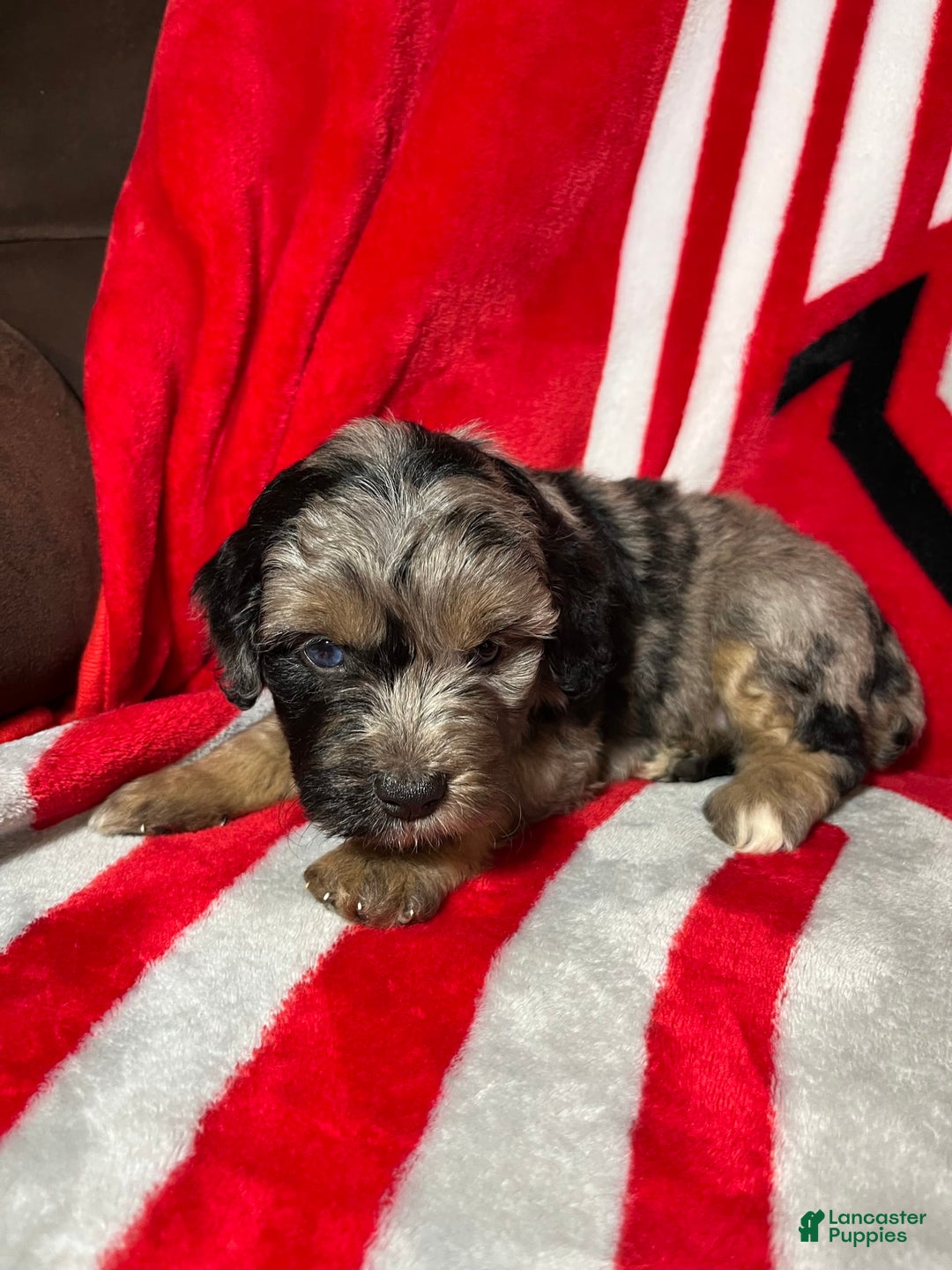 Mini Aussiedoodle dogs for sale: Canary - Image 9