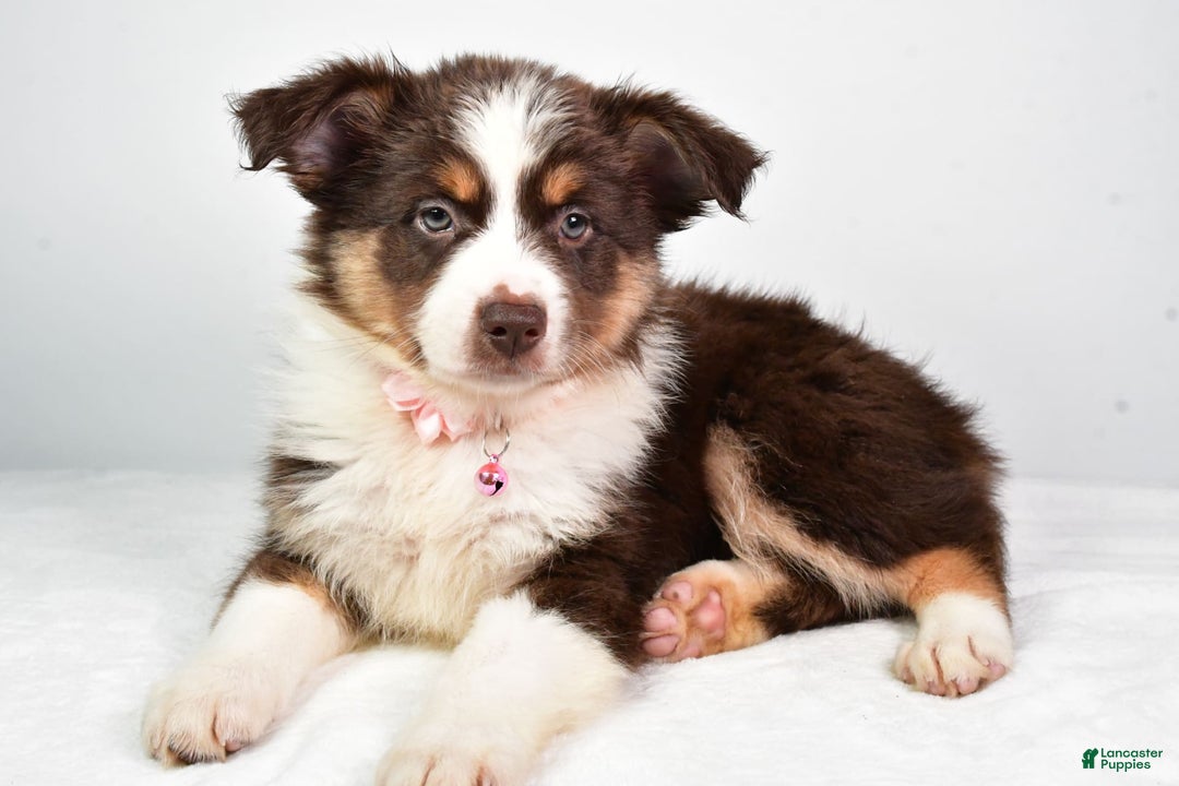 Australian Shepherd dogs for sale: Sally - Image 4