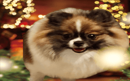 Pomeranian dogs for sale: Valhalla - Listing for pets: Nirvana, Valhalla, Elysium - Image 2