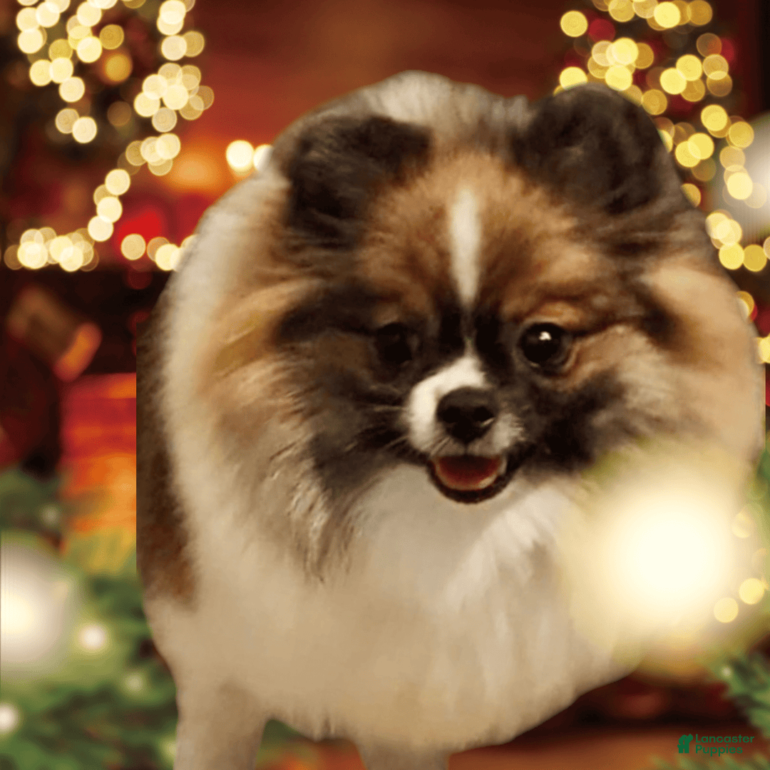 Pomeranian dogs for sale: Valhalla - Listing for pets: Nirvana, Valhalla, Elysium - Image 2