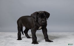 Great Dane dogs for sale: Lexy - Image 2