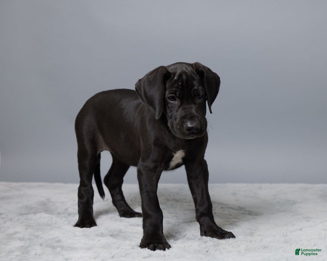 Great Dane dogs for sale: Lexy - Image 2