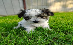 Morkie dogs for sale: Tiny Tim - Image 1