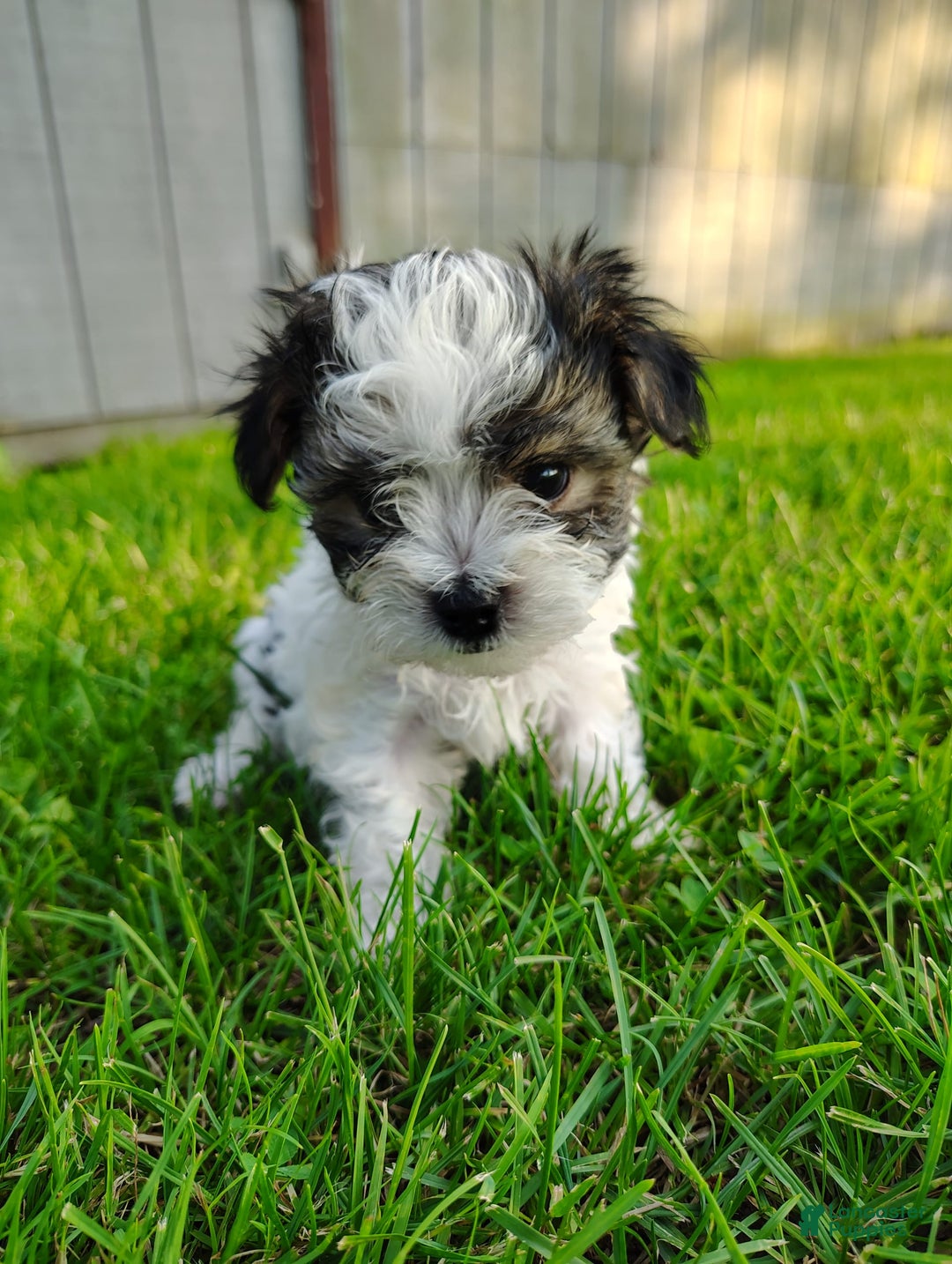 Morkie dogs for sale: Tiny Tim - Image 1