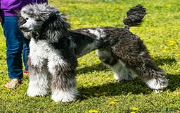 Standard Poodle dogs for sale: Gamora - Image 7