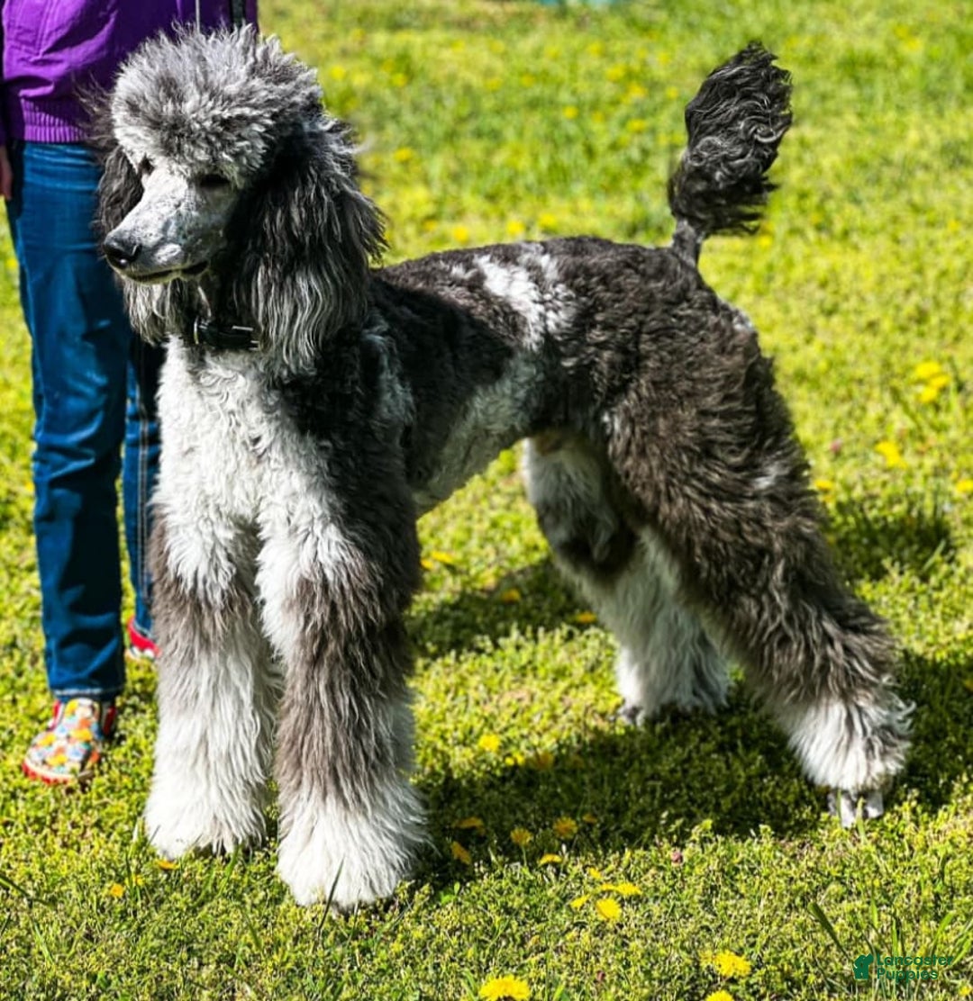 Standard Poodle dogs for sale: Gamora - Image 7