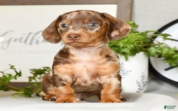 Miniature Dachshund dogs for sale: Gunner - Image 1