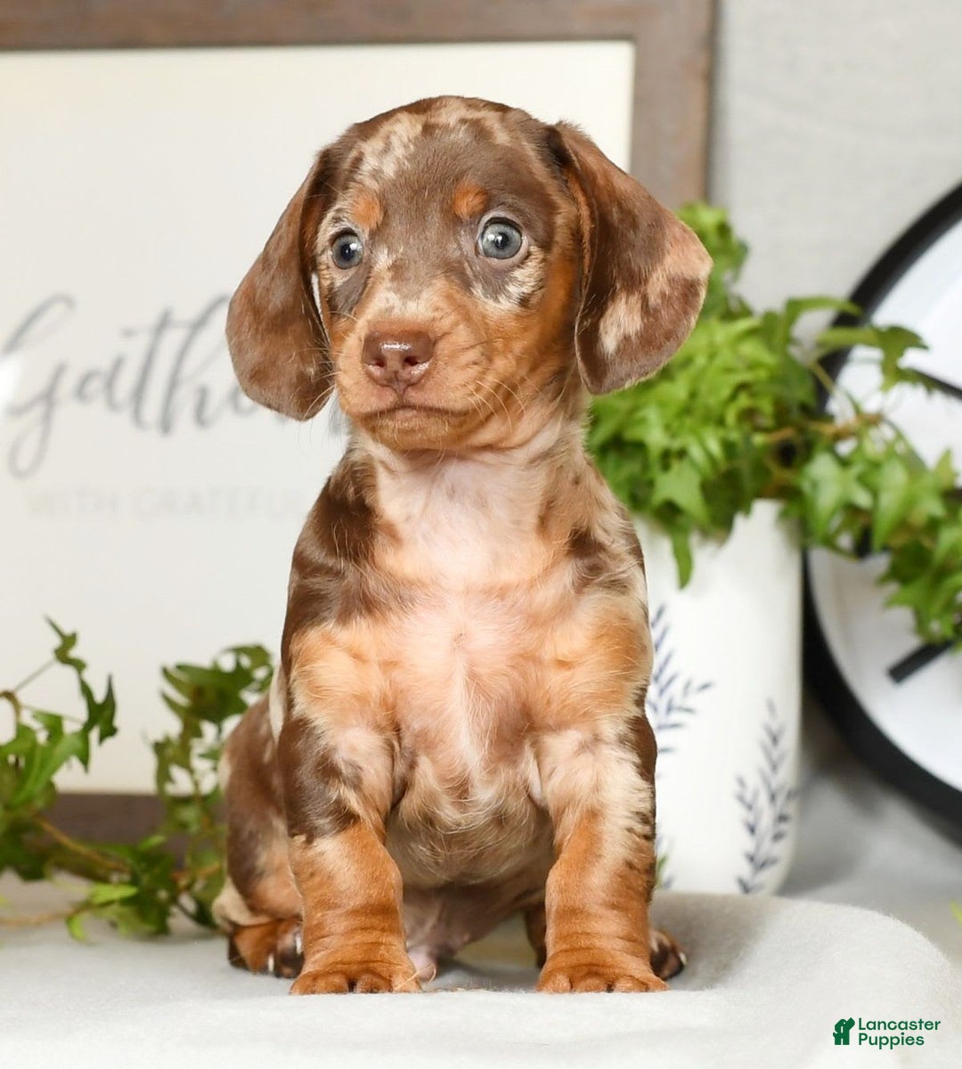 Miniature Dachshund dogs for sale: Gunner - Image 1