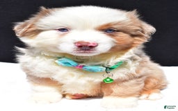 Miniature Australian Shepherd dogs for sale: Jamie - Image 6