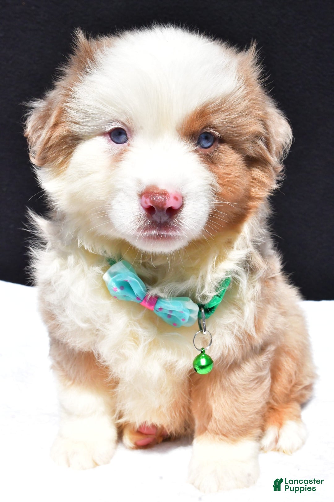 Miniature Australian Shepherd dogs for sale: Jamie - Image 6