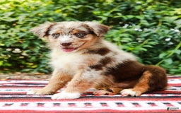 Australian Shepherd dogs for sale: Mikey - Image 3