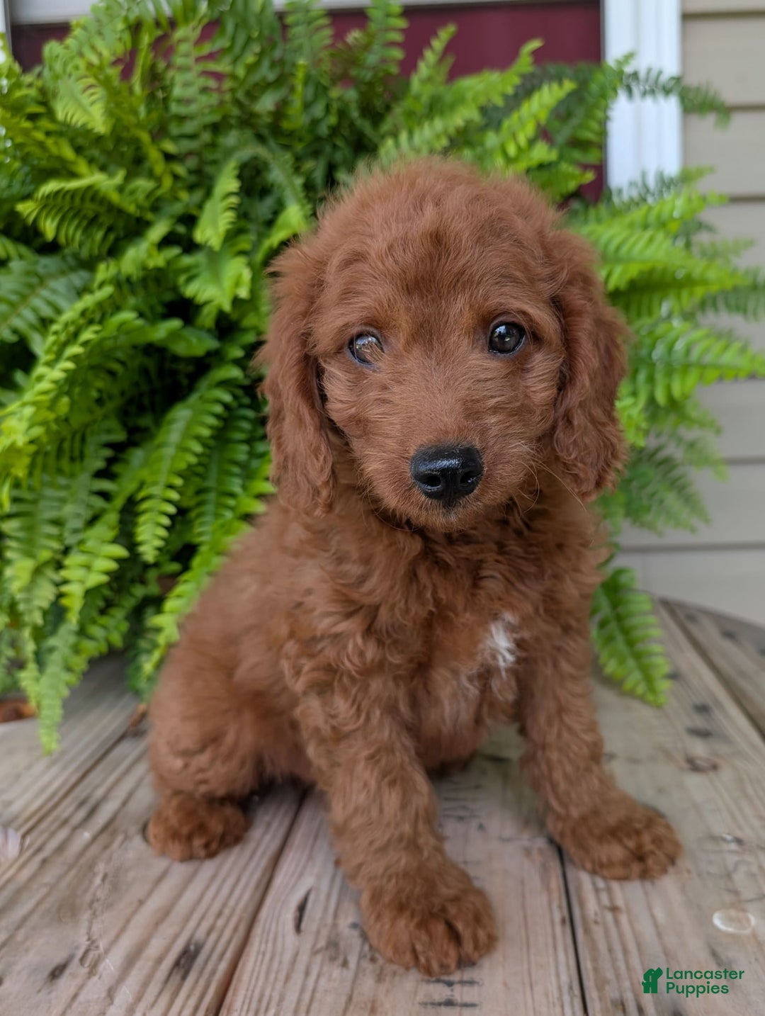 Mini Goldendoodle dogs for sale: Mini -coner - Image 51