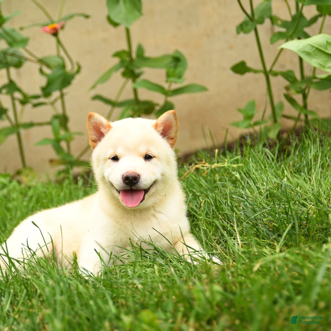Shiba Inu dogs for sale: Patrick - Image 2