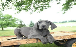 Great Dane dogs for sale: Dove - Image 9