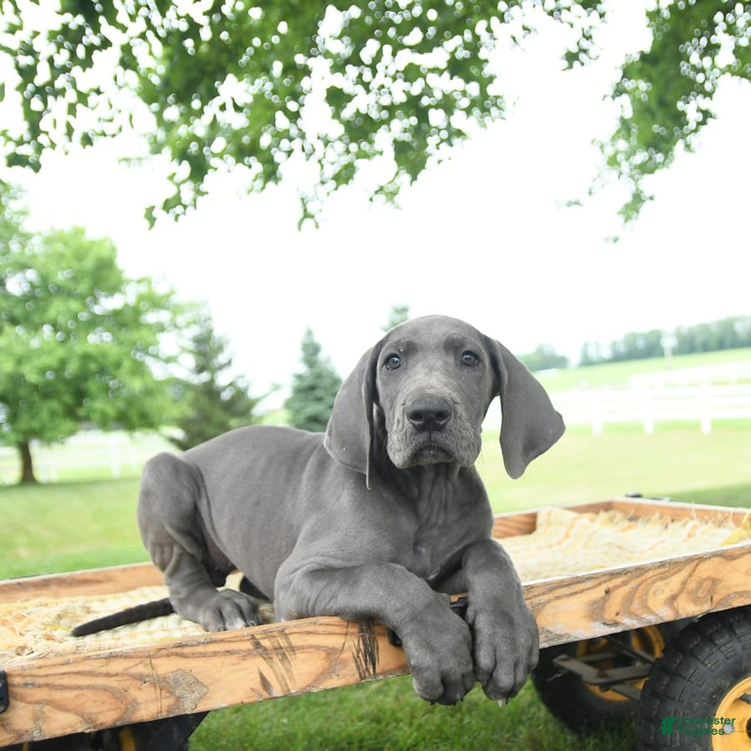 Great Dane dogs for sale: Dove - Image 9