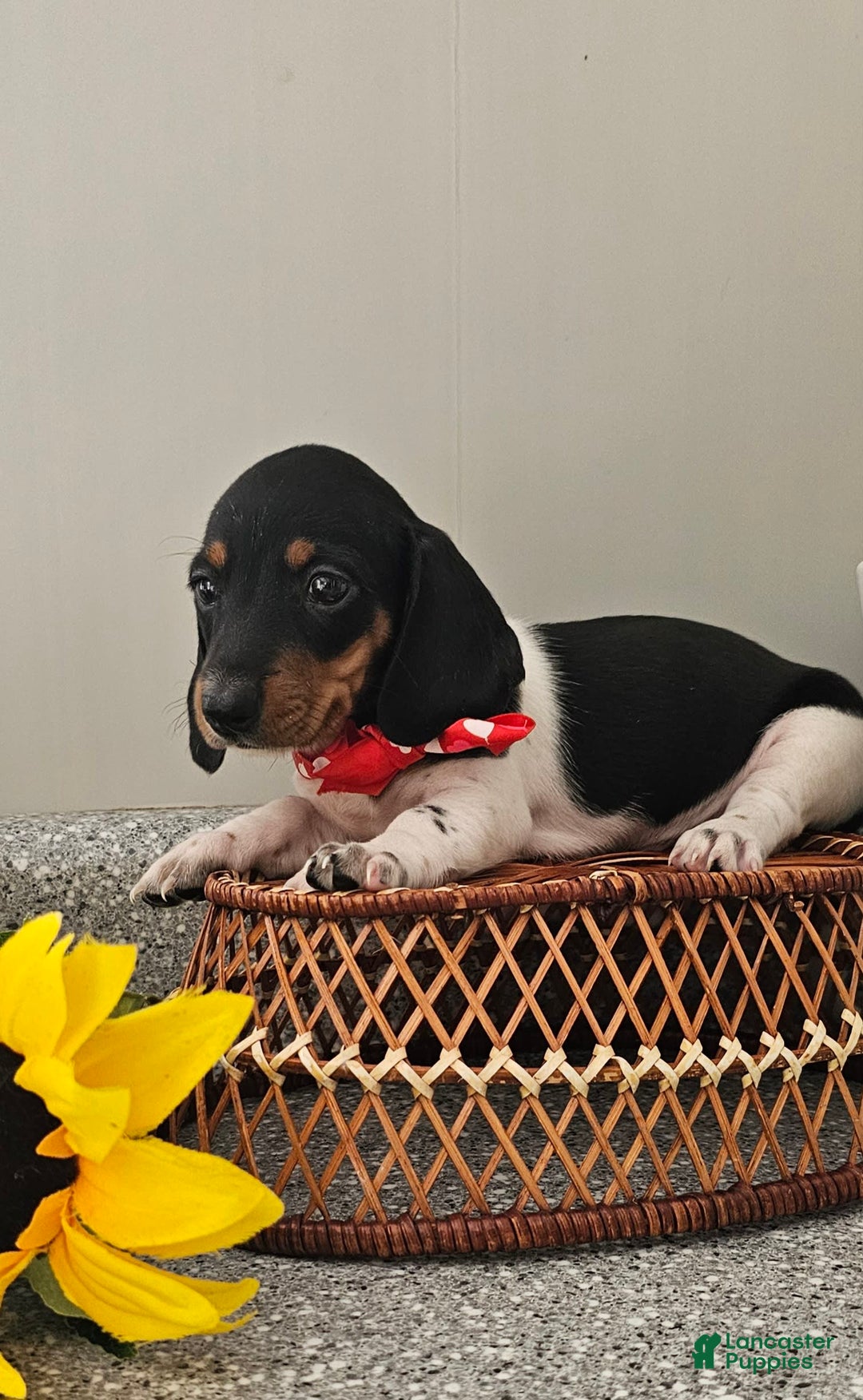Dachshund dogs for sale: Lil Peanut - Image 25