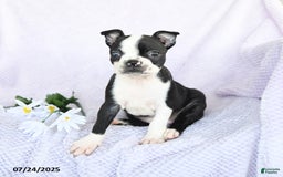 Boston Terrier dogs for sale: Olivia - Image 5