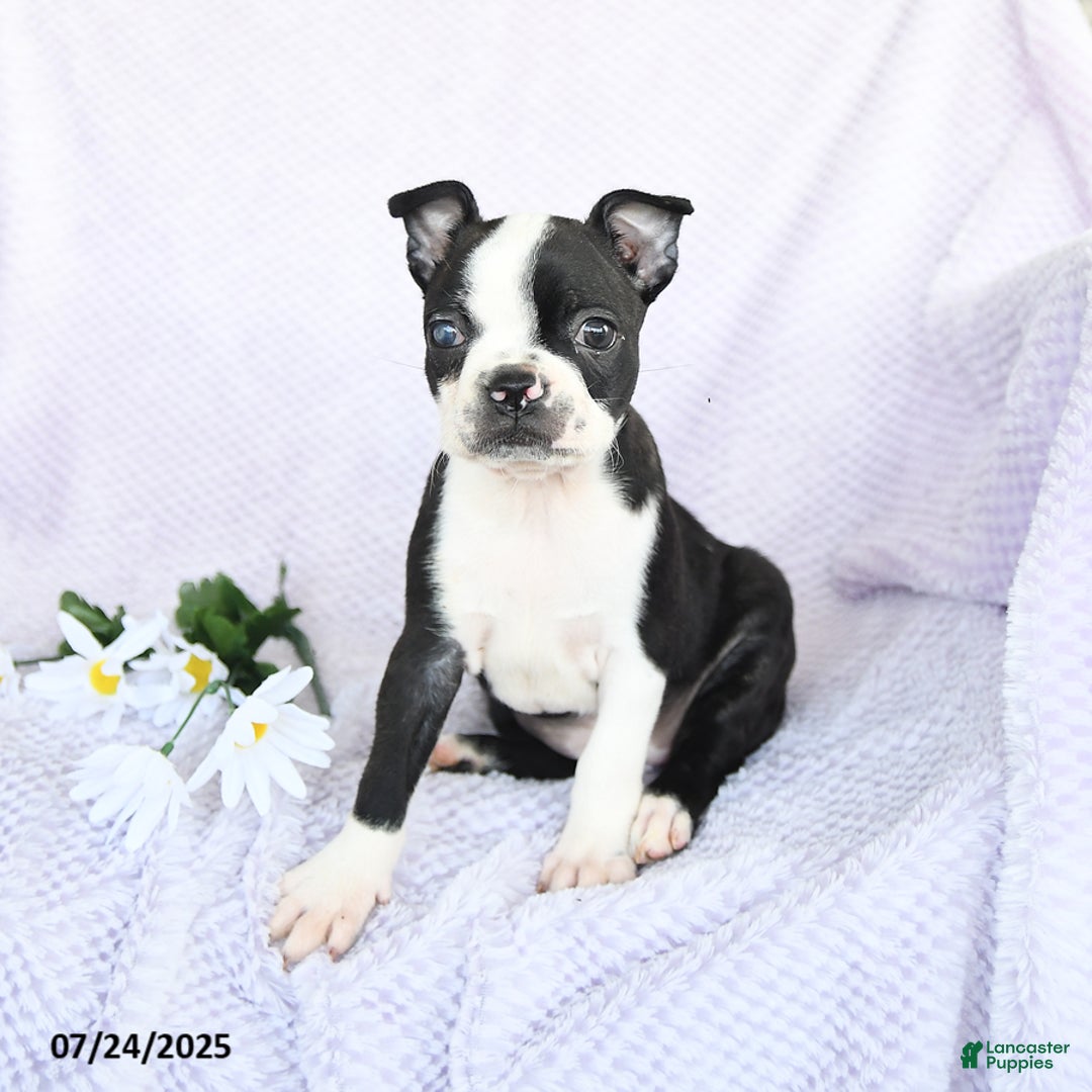 Boston Terrier dogs for sale: Olivia - Image 5