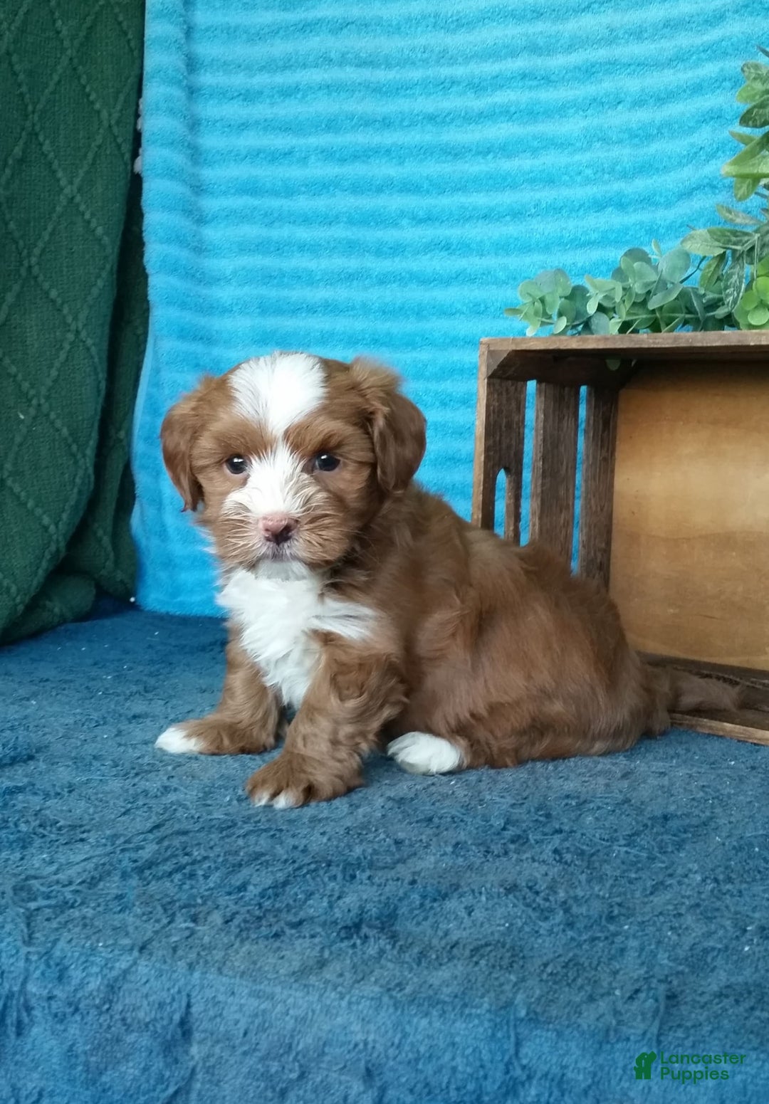 Havanese dogs for sale: Bryson - Image 1