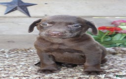 Labrador Retriever dogs for sale: Marlo - Image 3