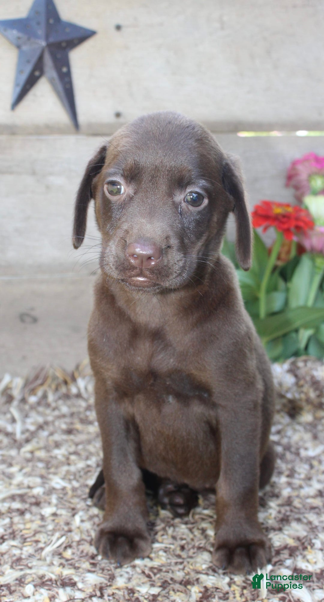 Labrador Retriever dogs for sale: Marlo - Image 3