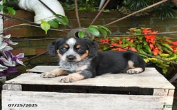 Miniature Australian Shepherd dogs for sale: Finn - Image 4