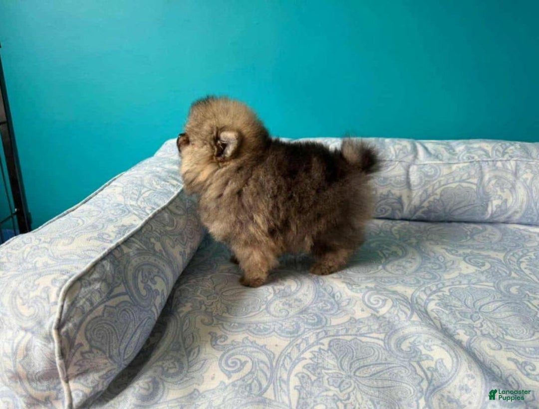 Pomeranian dogs for sale: Ray - Image 2