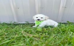 Bichpoo dogs for sale: Grady - Image 3