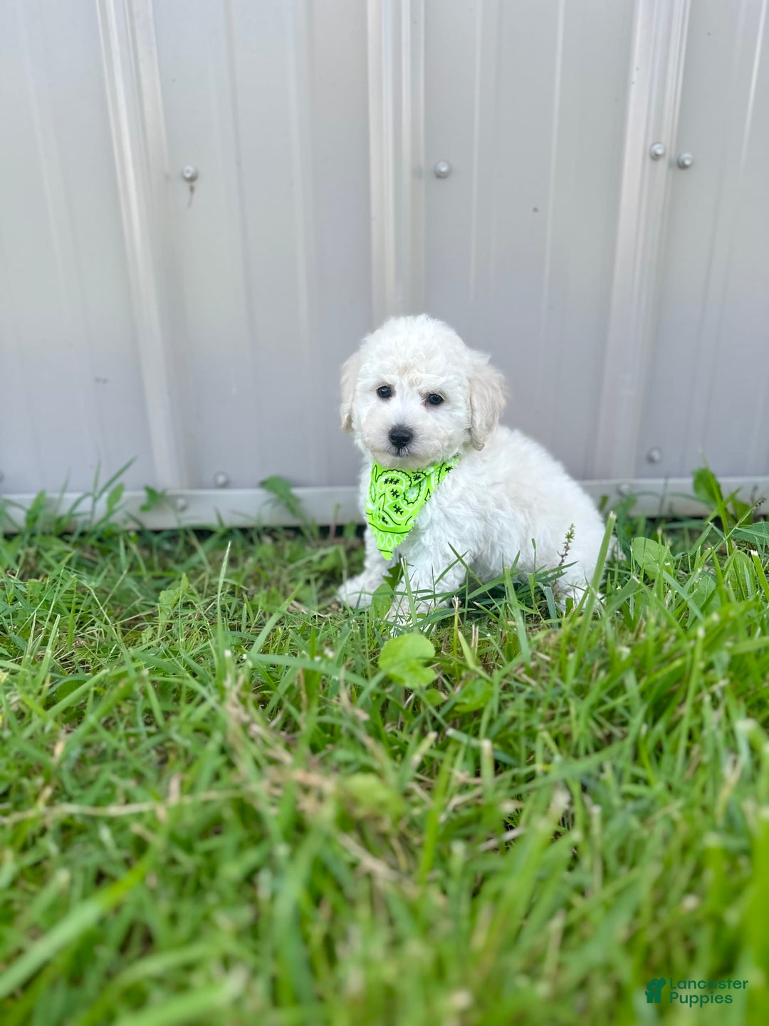 Bichpoo dogs for sale: Grady - Image 3