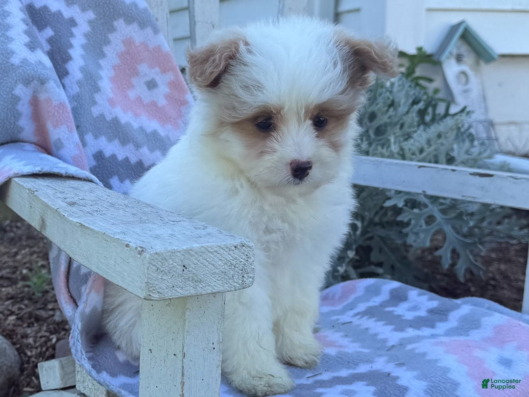 Miniature Poodle dogs for sale: Betsy - Image 10