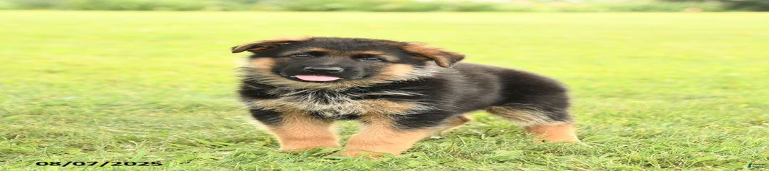 Duke