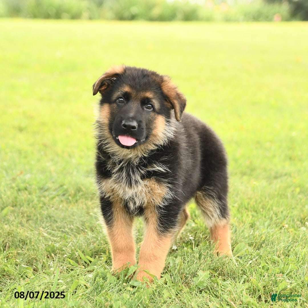 German Shepherd dogs for sale: Duke - Image 1