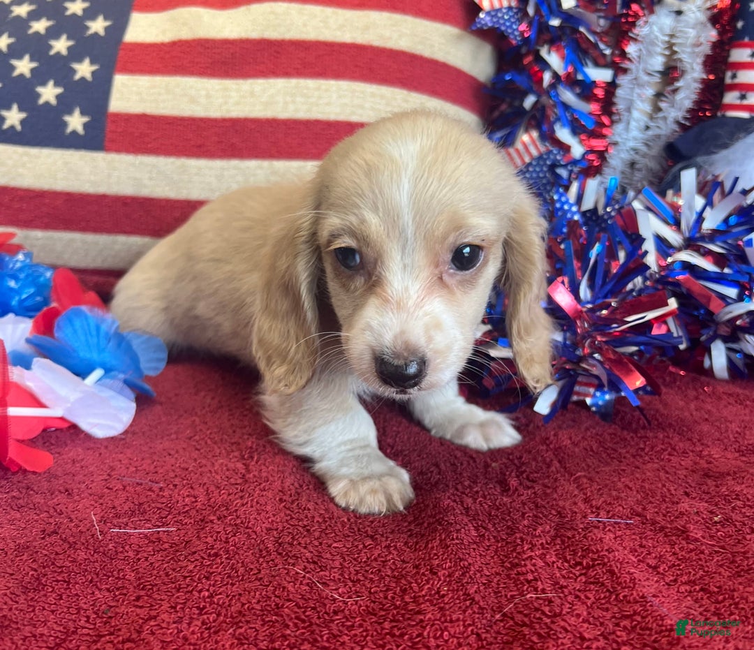 Miniature Dachshund dogs for sale: debbie - Image 2