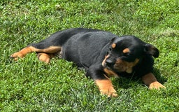 Olde English Bulldogge dogs for sale: Iris - Image 5
