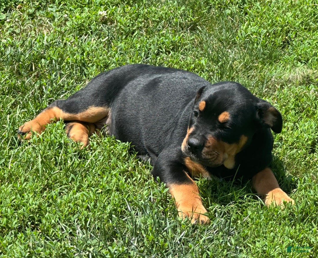 Olde English Bulldogge dogs for sale: Iris - Image 5