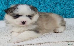 Pomsky dogs for sale: Pomsky 4 puppies - Image 1